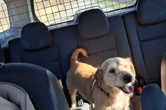 Chien marron disparu à Voutré - photo