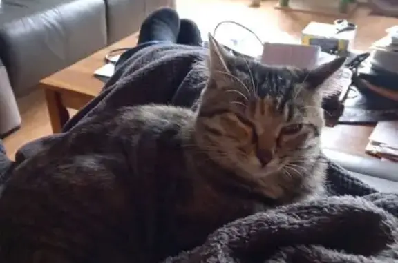 Animaux perdus , photo: Jeune chatte Gaia disparue à Rochambeau
