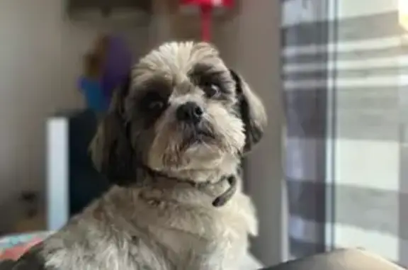 Chien perdu Le Pian-Médoc, photo : Shi-Tzu noir et blanc perdu au Pian-Médoc