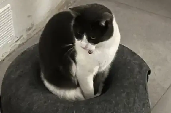 O’Malley, chat gris-blanc perdu à Pontpoint - photo