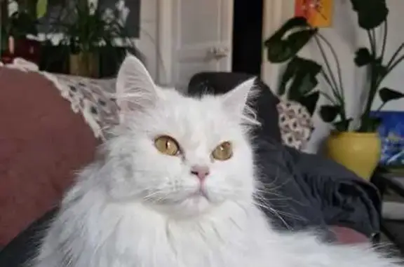 Chat perdu, Reims, photo: Chatte Angora blanche perdue à Reims