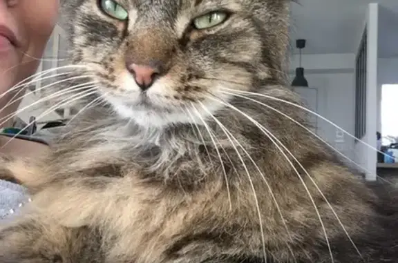 Chat perdu, Reims, photo: Chat tigré marron perdu à Reims