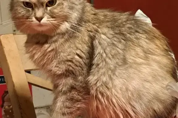Chatte disparue à Lillers, Hauts-de-France - photo