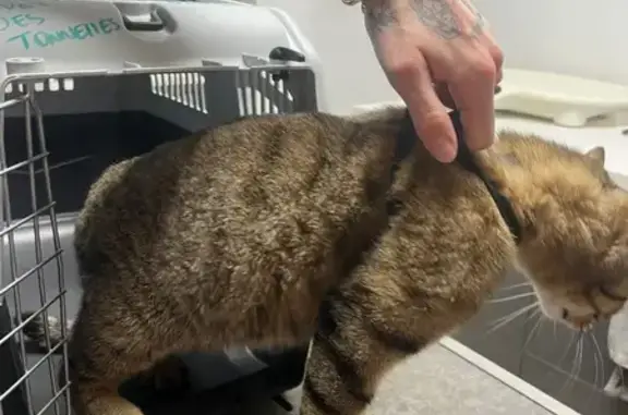 Chatte tigrée trouvée à Montpellier - photo