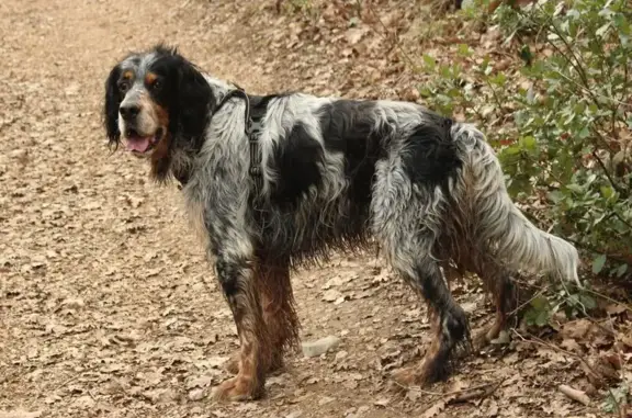 Setter anglais tricolore perdu à Ruoms - photo