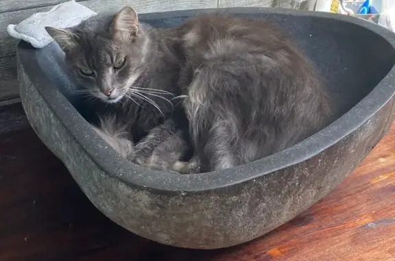 Animaux perdus , photo: Chat gris perdu, poil long, Étival-lès-le-Mans
