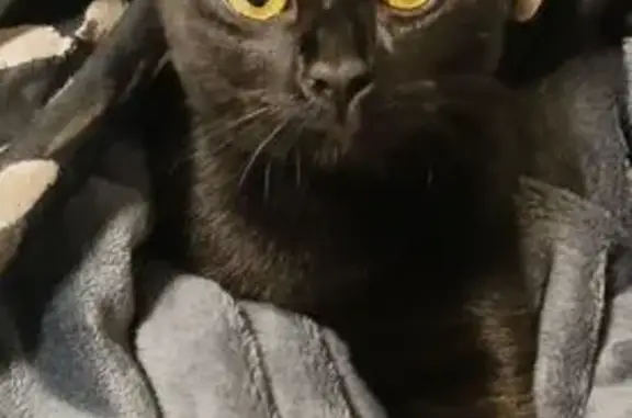 Chat perdu, Saint-Martin-d'Hères, photo: Chatte stérilisée disparue à Saint-Martin
