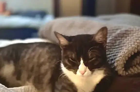 Missing cat , photo: Lost Cat KETCHUP: Grey/White Tuxedo