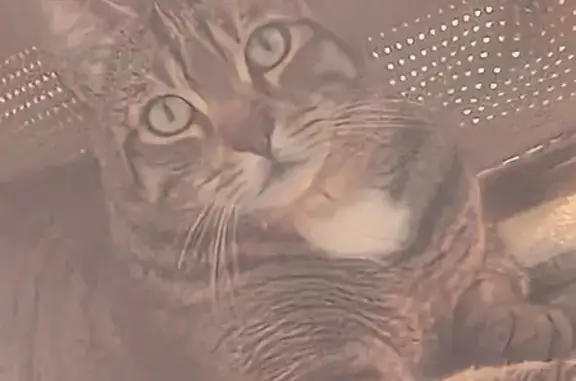 Chat tigré mâle perdu à Saleilles - photo