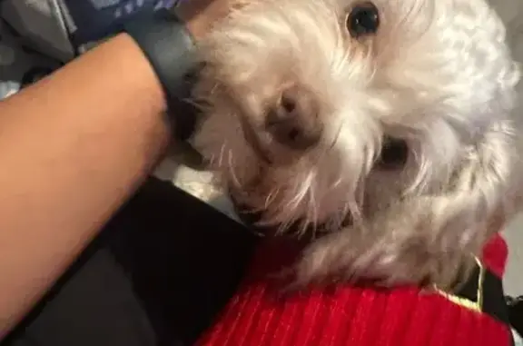 Missing dog Jonesboro, photo: Help Find Almendra: Missing in Jonesboro