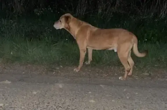 Chien trouvé Pontchâteau, photo: Chien beige trouvé sur route à Pontchâteau