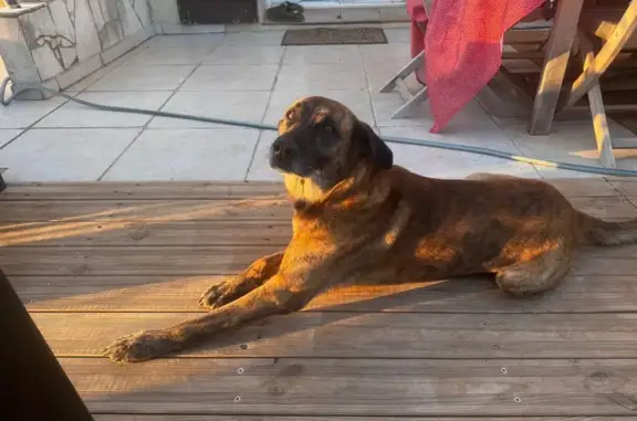 Chien mâle croisé malinois trouvé fauve - photo