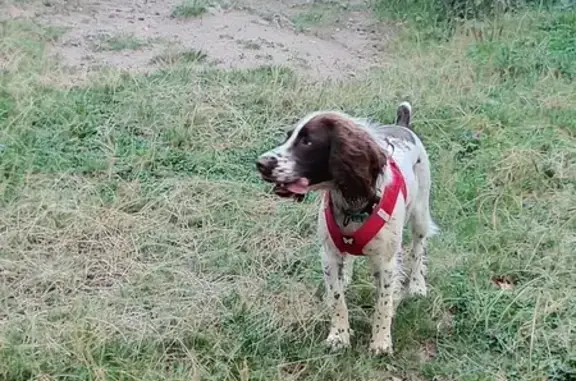 Springer Spaniel femelle perdue à Mirefleurs - photo