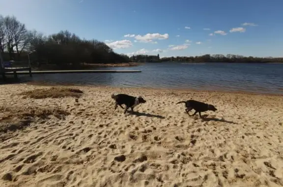 Chiens disparus à Feins : Nattie et Wanila - photo