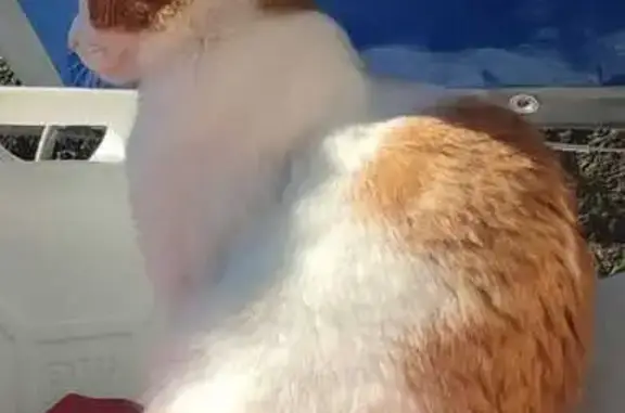 Animaux perdus Combrit, photo: Chatte rousse et blanche disparue Combrit