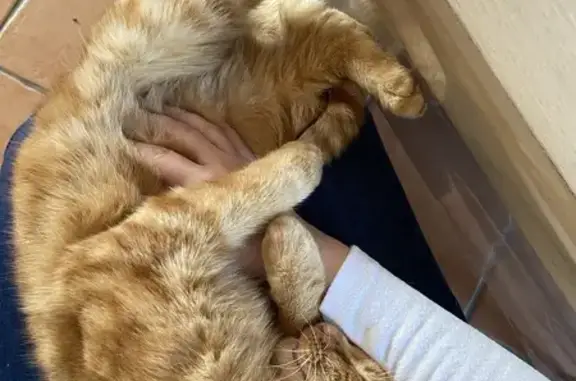 Chat perdu, , photo: Caramel, chat marron perdu à La Tardière