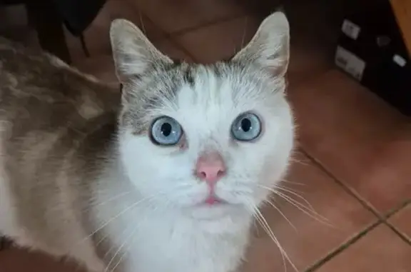 Chatte blanche-grise perdue Andouillé - photo
