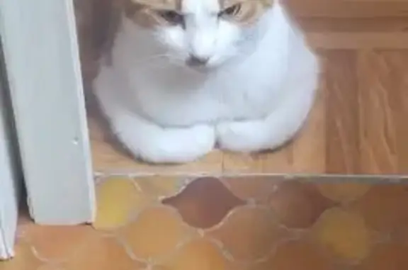 Animaux perdus Châtel-Guyon, photo: Chat perdu à Châtel-Guyon : Zack, roux et blanc
