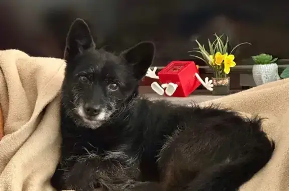 Chien perdu , photo : Caniche-York noir disparu à Saint-Hilaire