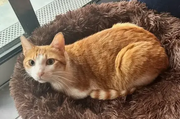 Chat roux et blanc perdu près du golf - photo
