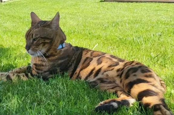 Animaux perdus Vic-la-Gardiole, photo: Chat Charly 4 ans perdu à Vic-la-Gardiole
