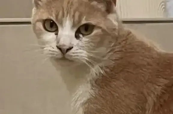 Animaux perdus Chilly-Mazarin, photo: Chat roux 2 ans perdu à Chilly-Mazarin
