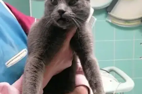Animaux trouvés Neufchâteau, photo: Chat mâle gris accidenté, Neufchâteau