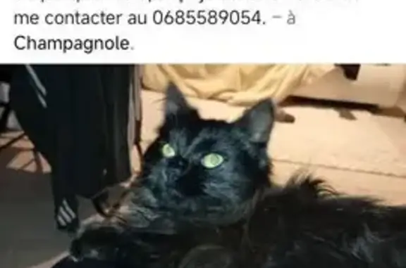 Animaux perdus Champagnole, photo: Chat noir disparu à Champagnole