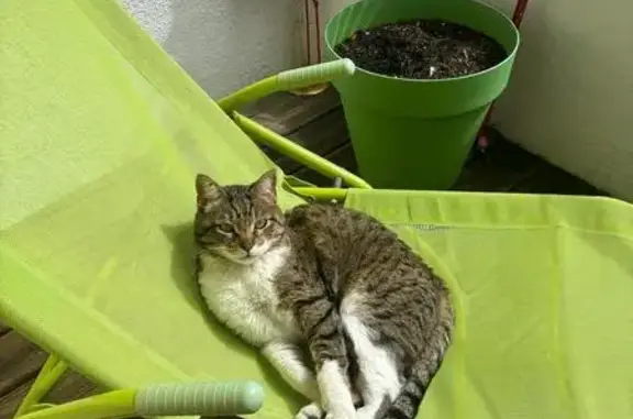 Chat perdu, Évian-les-Bains, photo: Chat tigré perdu à Évian-les-Bains