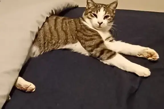 Animaux perdus Cernay-la-Ville, photo: Chat tigré gris perdu à Cernay