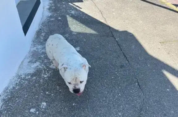 Chien clair trouvé à Aubagne - photo