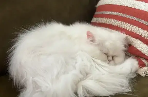 Animaux perdus Échiré, photo: Chat persan blanc sourd perdu à Échiré
