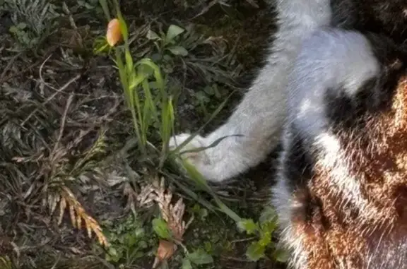 Animaux trouvés Aigné, photo: Chat trouvé : mâle câlin, clinique Milesse