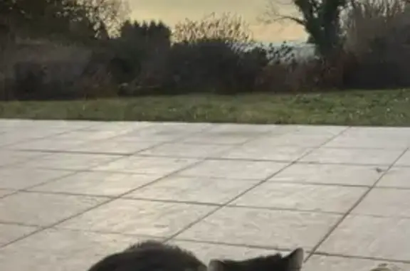 Chat bicolore perdu à Neuilly-Crimolois - photo