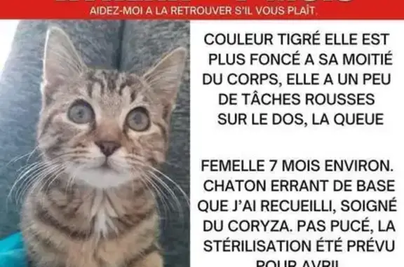 Animaux perdus , photo: Chatte perdue, 7-8 mois, Glageon