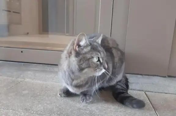 Animaux trouvés Rueil-Malmaison, photo: Chatte écailles de tortue trouvée Rueil