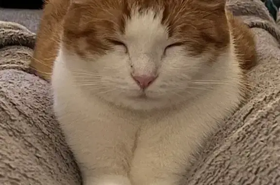 Chat perdu à Ruelle-sur-Touvre - photo