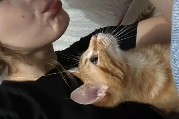 ¡Ayuda! Gato Naranja Perdido en Beniferri