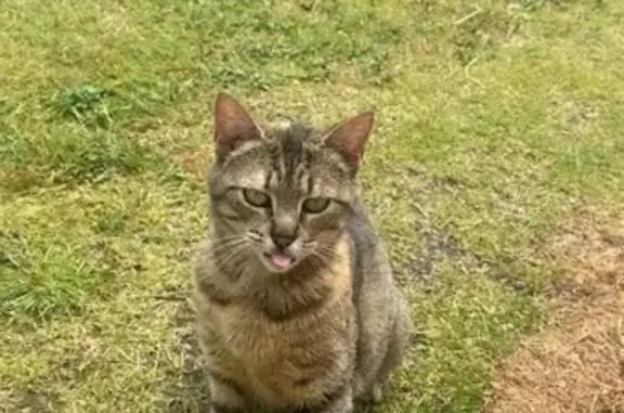 Chatte tigrée disparue à Loudéac - photo