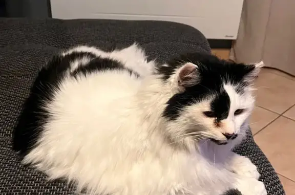 Chat perdu, Milhaud, photo: Chat noir et blanc perdu à Milhaud