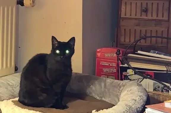 Animaux perdus Rambouillet, photo: Chat noir perdu, femelle, Rue Lachaux