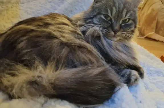 Animaux perdus Strasbourg, photo: Chat gris disparu à Strasbourg
