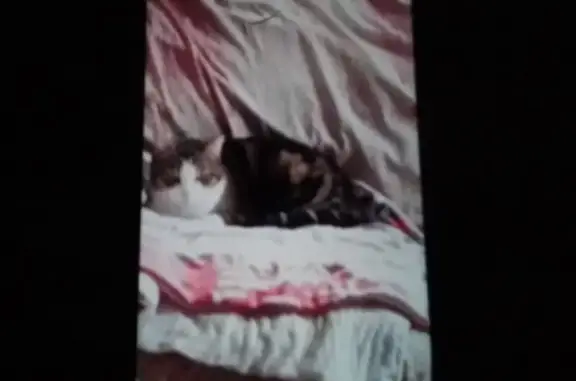 Animaux perdus Kembs, photo: Chatte disparue à Kembs, rue Maréchal Foch