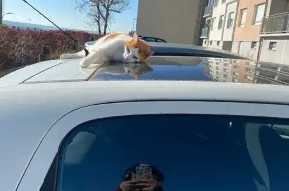 Animaux trouvés Paron, photo: Chat roux trouvé, grand et dodu à Paron