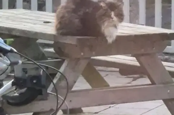 Chat trouvé , photo: Chat très craintif trouvé à Manvieux