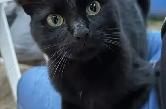 Bagheera, chatte noire disparue à Moulins - photo