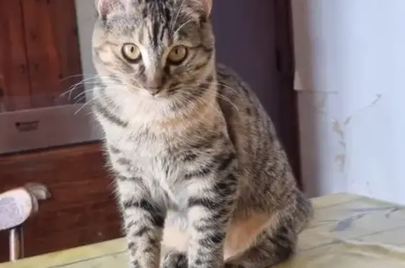Chat perdu, Le Péage-de-Roussillon, photo: Chat perdu Rue de la Croix Blanche