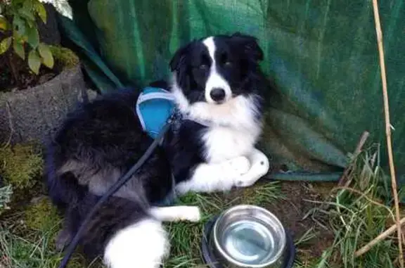Chien croisé border collie perdu à Longwy - photo