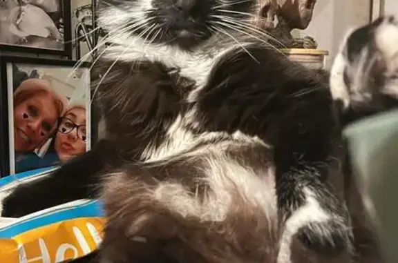 Chat perdu : gros noir et blanc, Trappes - photo