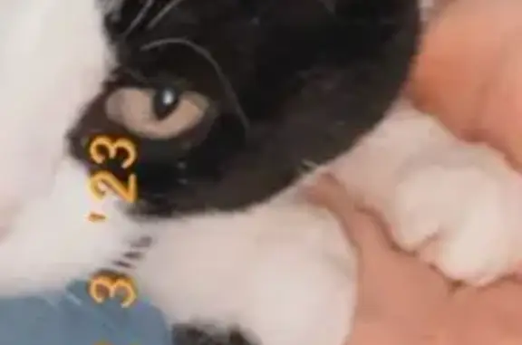 Chatte tatouée trouvée à Lapeyrade (34) - photo